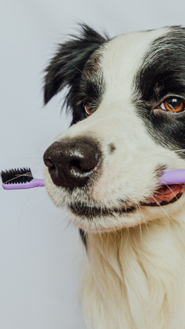 画像：歯ブラシをくわえる犬のファーストビュー