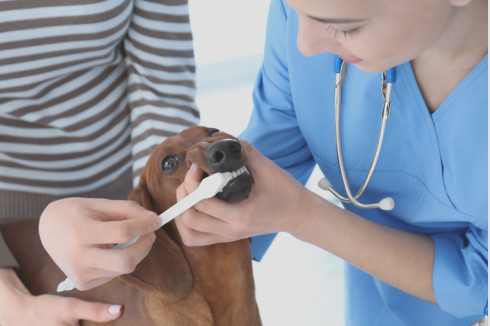 画像：歯を磨かれている犬